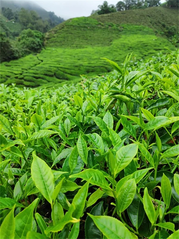 魚のフンは植物に最適な肥料？実際に試した方法と効果