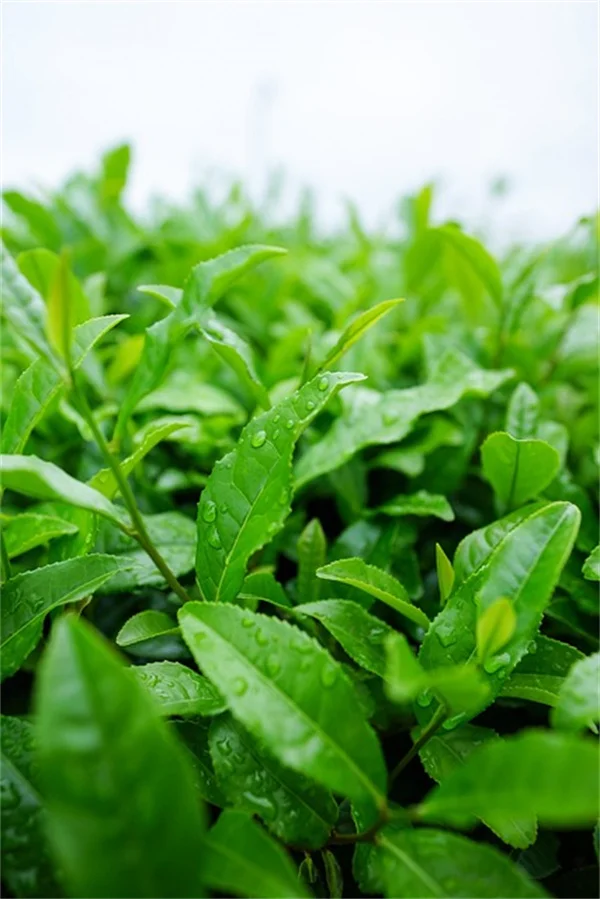 観葉植物で冬のブルー対策！効果的な5選と育て方