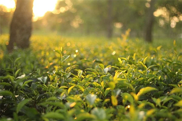Bountiful Bush Beanの育て方：45日で収穫できるコツをプロが伝授