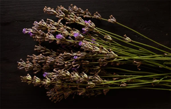 冬の観葉植物おすすめ5選！私が選んだ育てやすい品種と置き場所のコツ