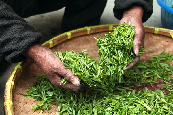 ポトス植え替えのタイミングと手順を完全ガイド!失敗しないコツを伝授