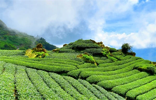 冬のハーブ鉢植え、3種の常緑ハーブで一年中収穫する方法
