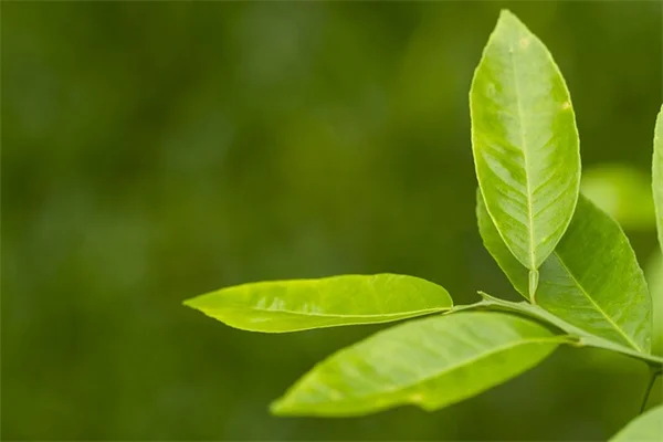 初心者向け！観葉植物10選と育て方のコツ